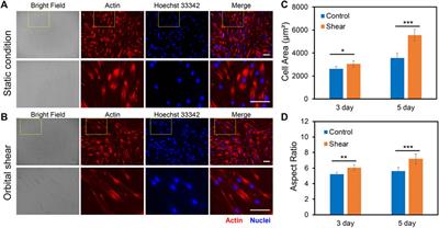 Notch signaling and fluid shear stress in regulating osteogenic differentiation